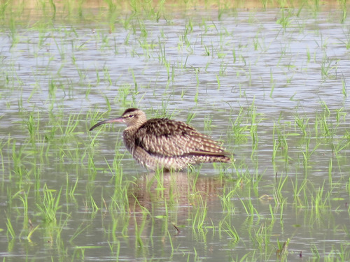 チュウシャクシギ_WSa63_20190505b.jpg